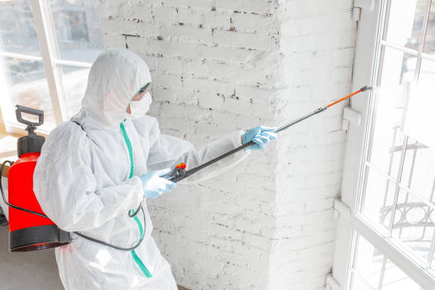 Best Black Mold Removal  in Wilder, VT